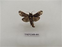 藏品(背刺蛾)的圖片